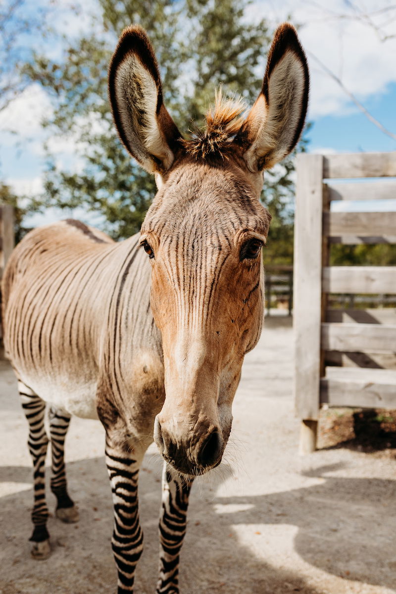 Zonkey