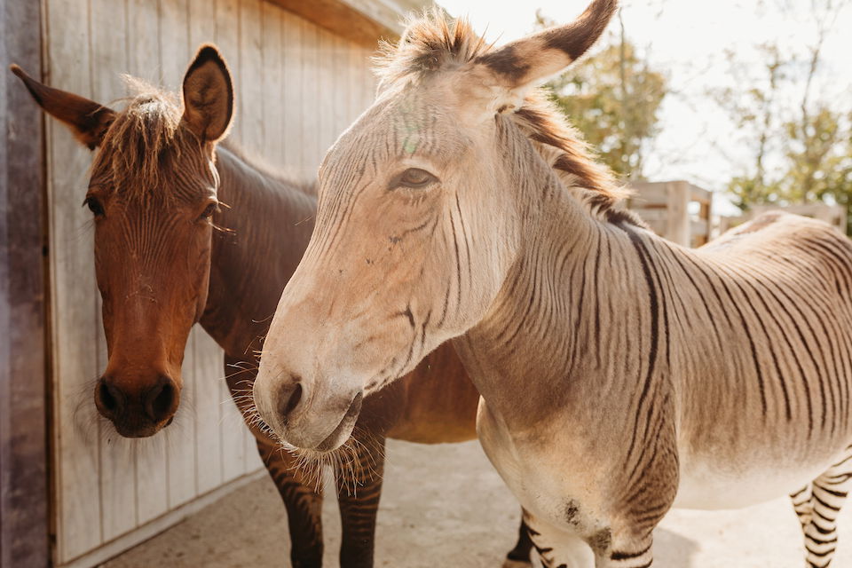 Zonkey and zorse