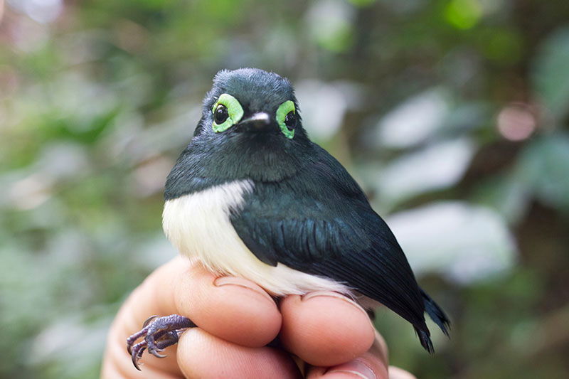 Green eye wattle-eye