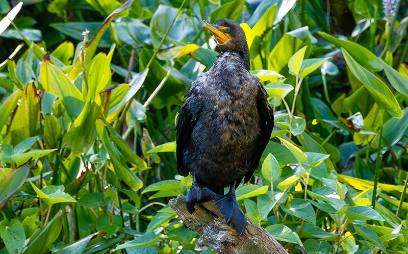 Cormorant resting on timber