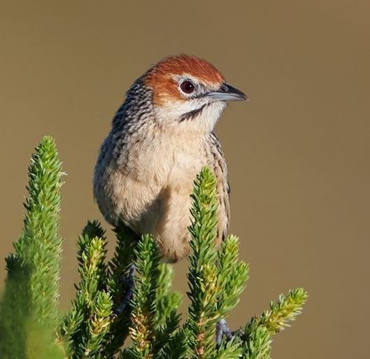 Fynbos Grassbird