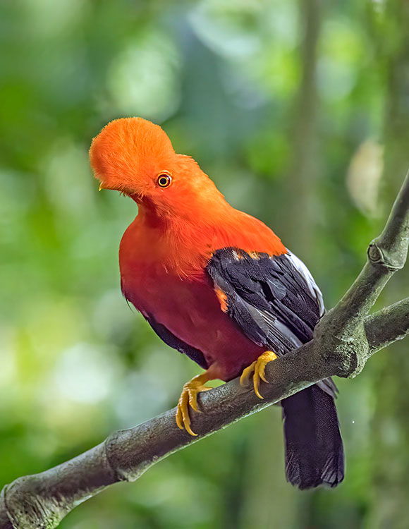 andean cock of the rock