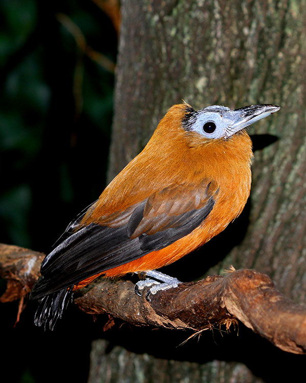 capuchinbird