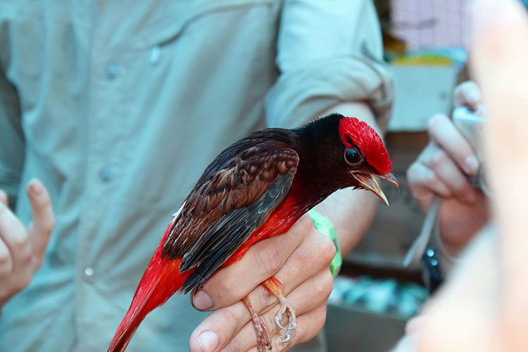 guianan red cotinga