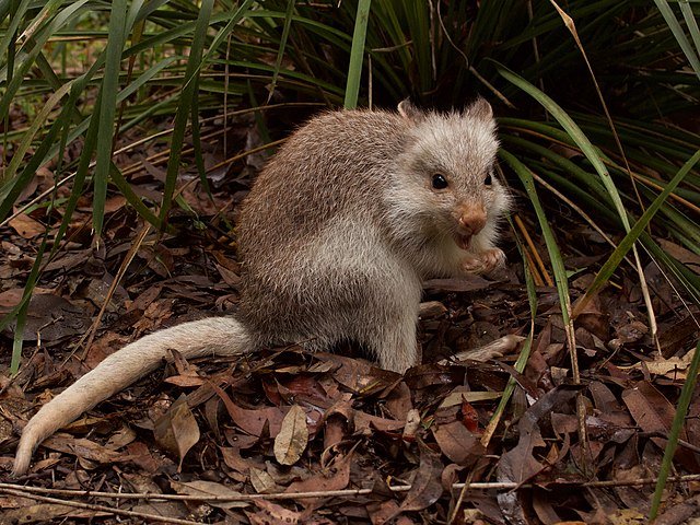 Rufous rat-kangaroo