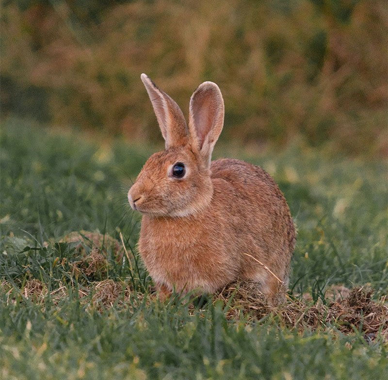 brown hare in field