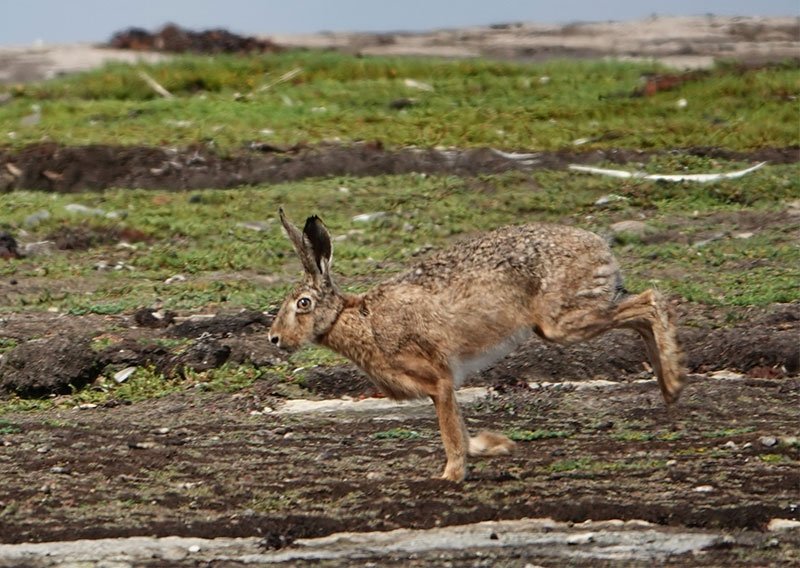 brown hare running