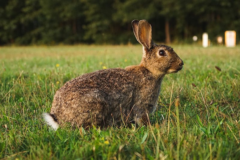 brown rabbit in grass