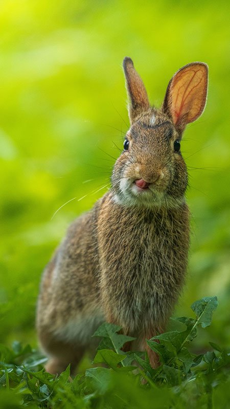 brown rabbit sticking tongue out
