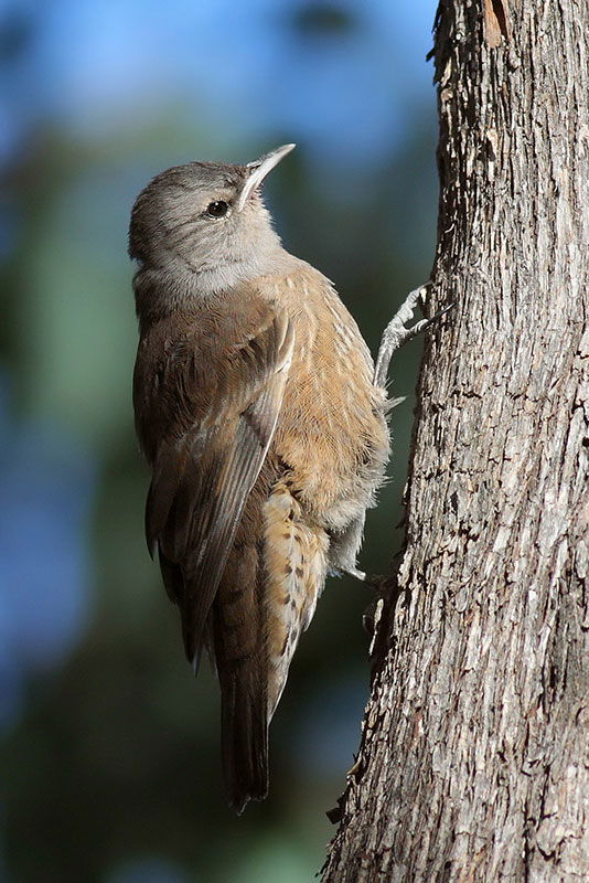 Brown treecreeper