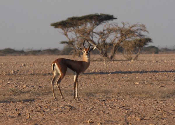 Arabian Gazelle