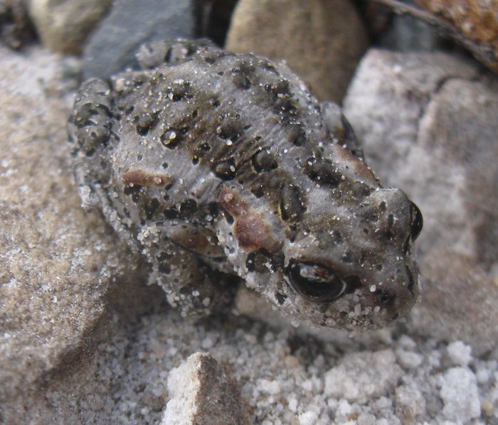 Peninsula Mountain Toad