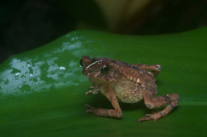 Gollum's Toad