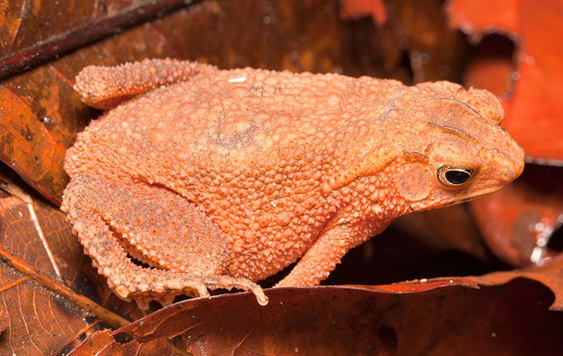 Bright Colored Four-Ridged Toad (Ingerophrynus quadriporcatus)