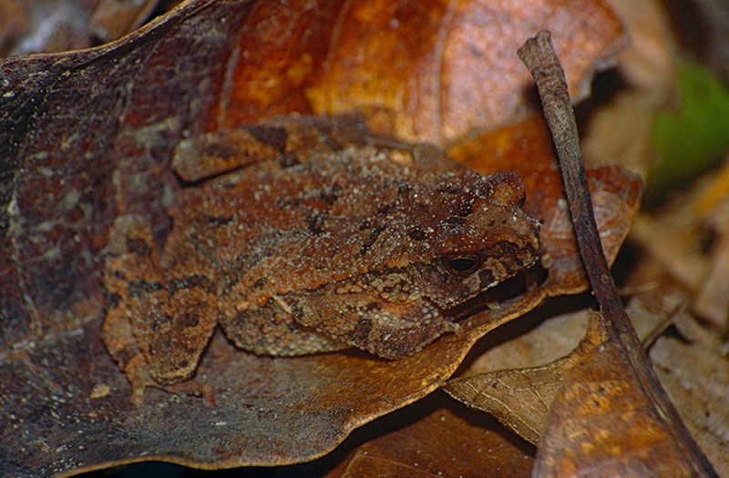 Crested Toad (Ingerophrynus divergens)