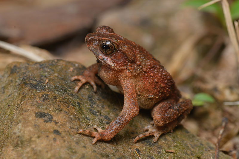 Dwarf toad (Ingerophrynus parvus)