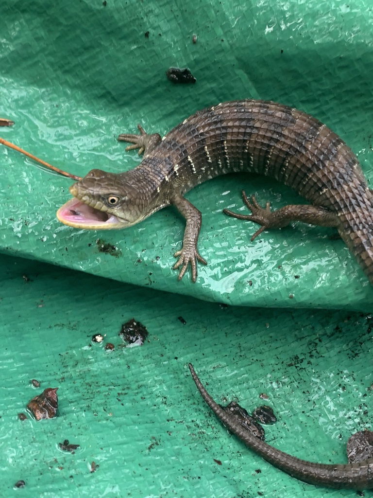 California Alligator Lizard