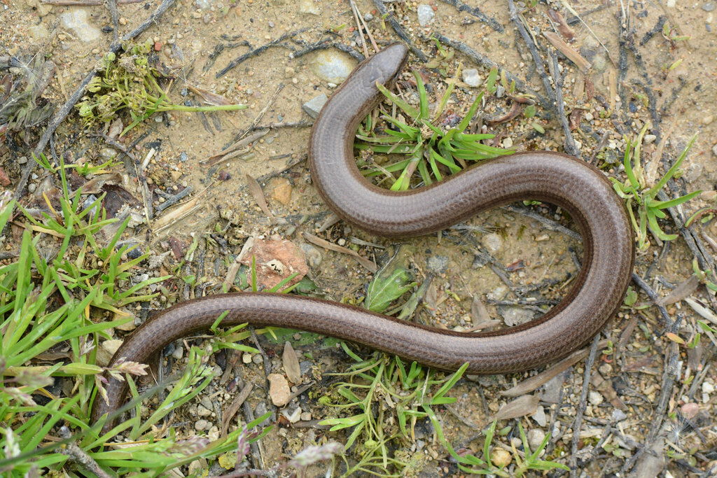 Common Slowworm