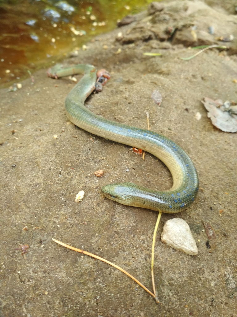 Eastern Slowworm