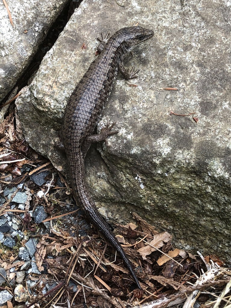 Northern Alligator Lizard