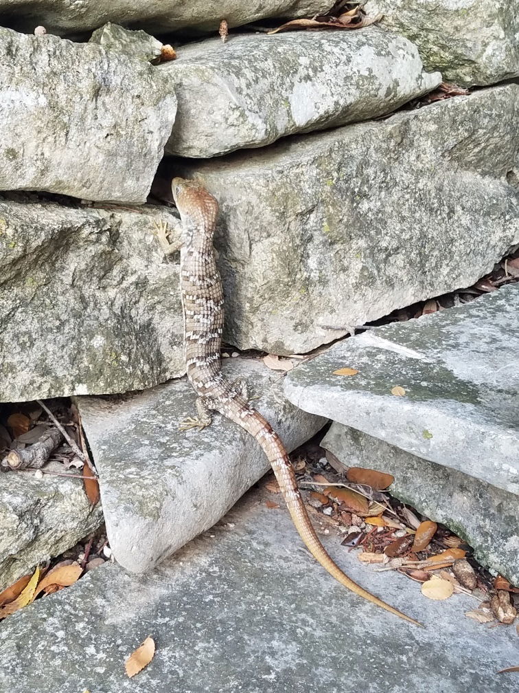 Texas Alligator Lizard