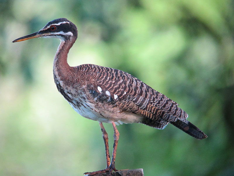 Sunbittern