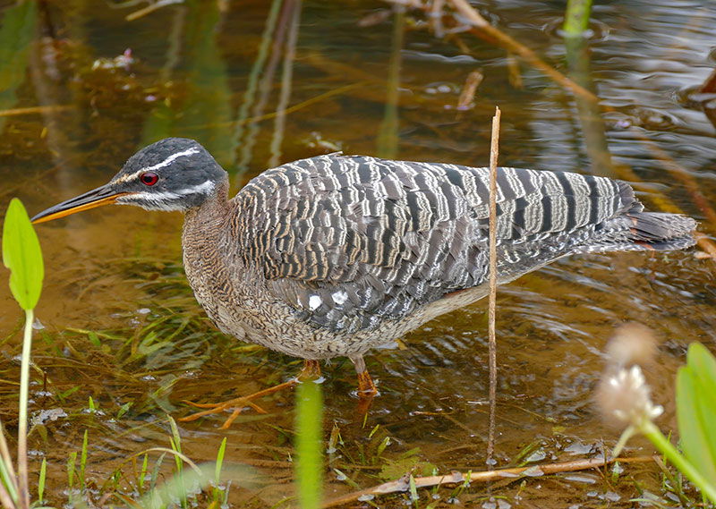 Sunbittern