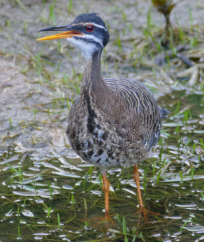 Sunbittern