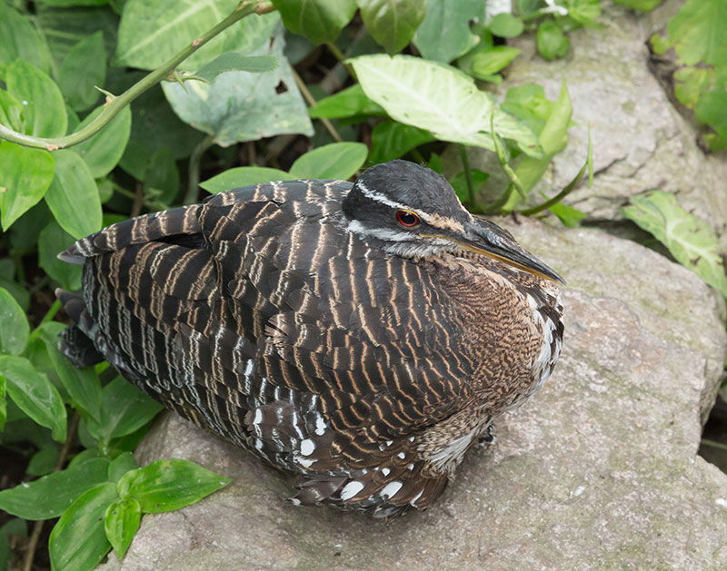 Sunbittern