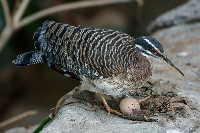 Sunbittern