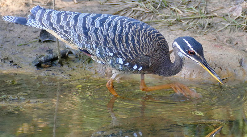 Sunbittern