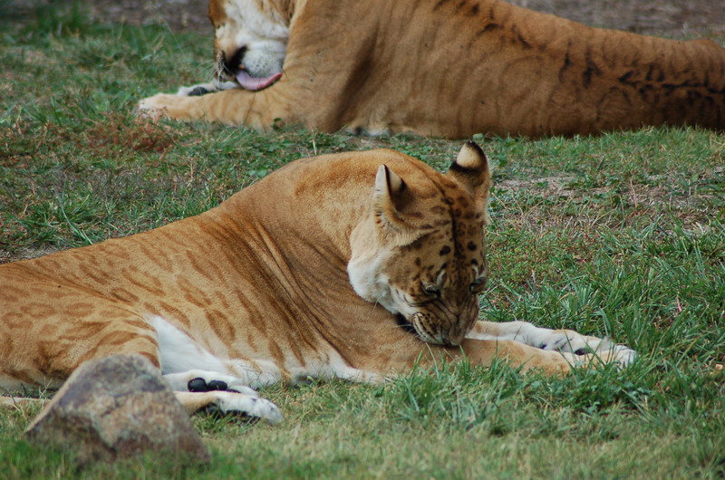 Liger