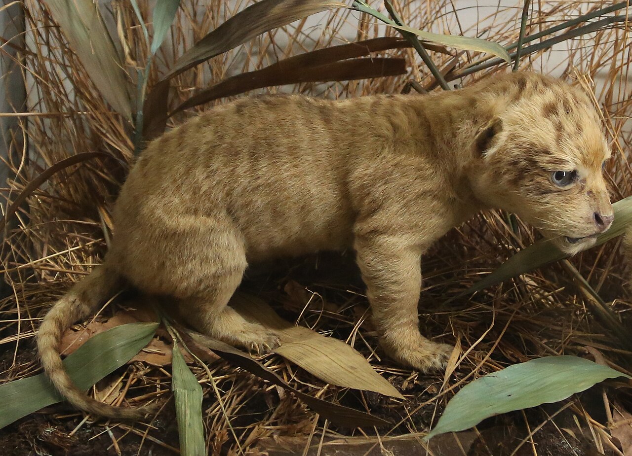 Liger cub