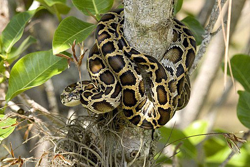 img/articles/kw/burmese-python-wiki-commons.jpg