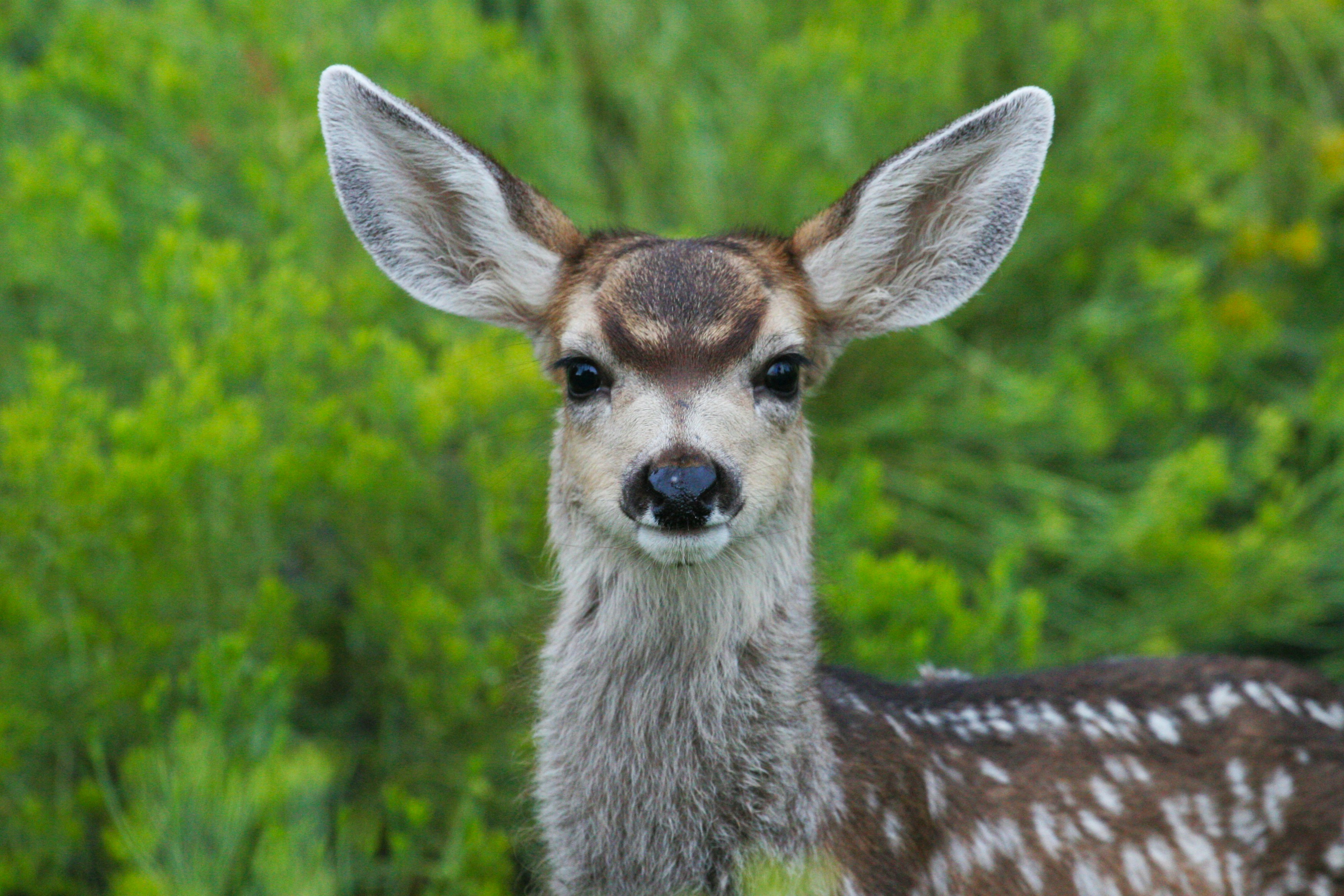Mule Deer