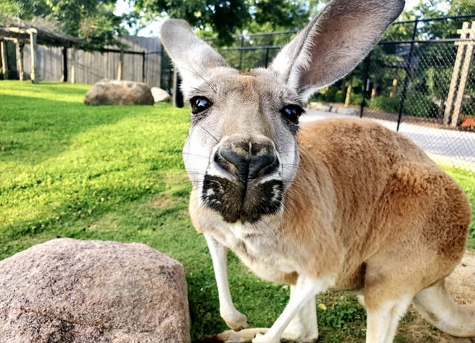 Kangaroo