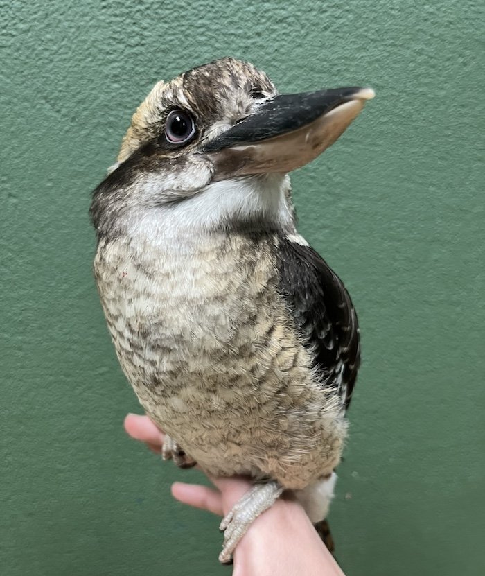 Kookaburra