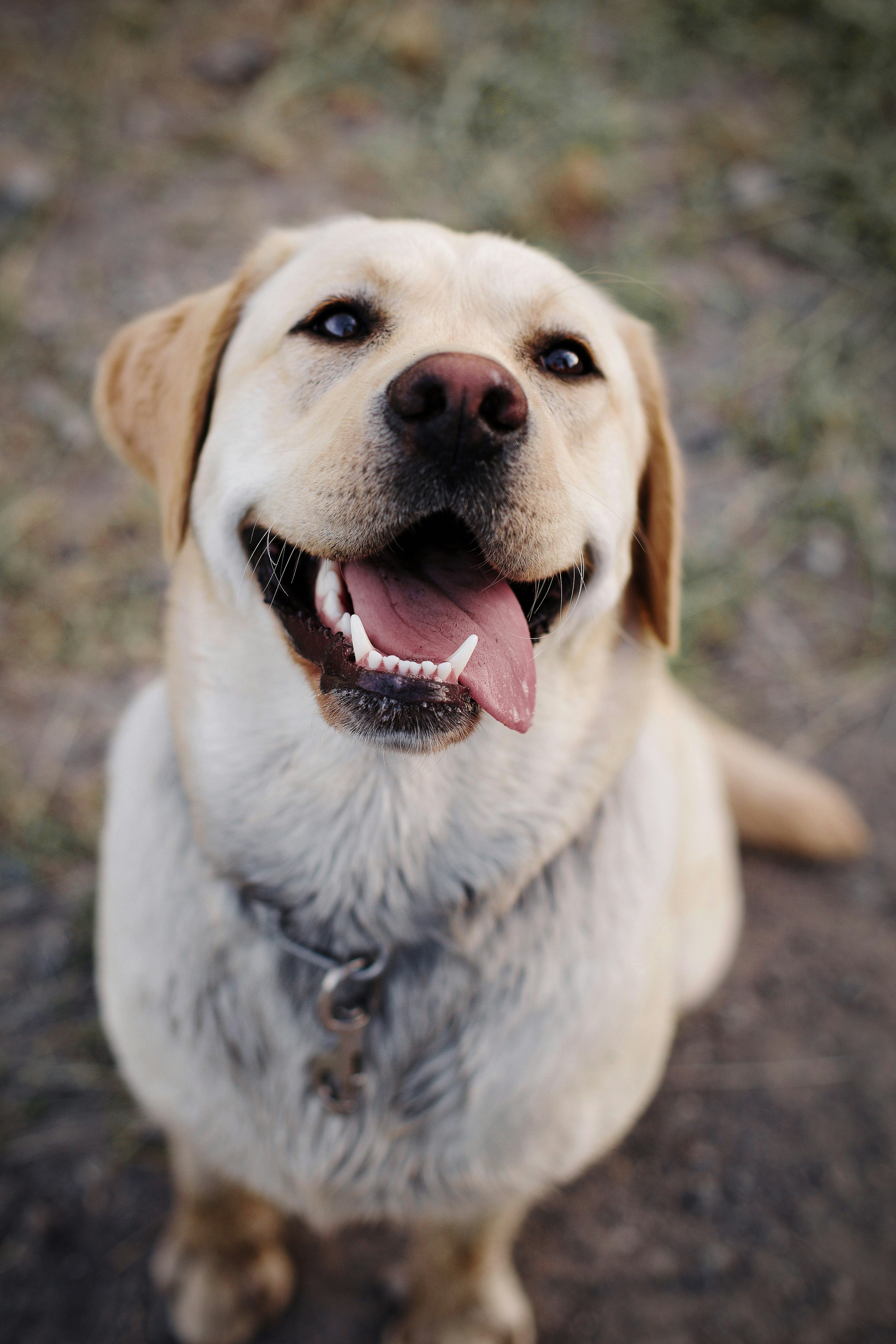 Yellow Labrador