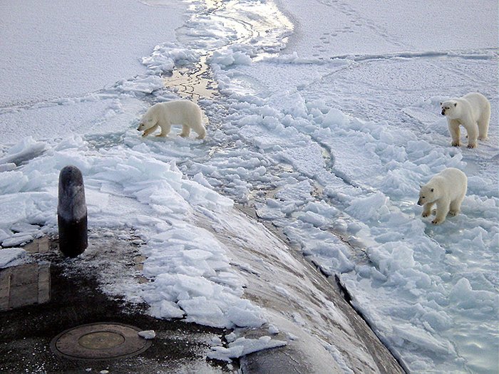 Polar Bears Investigate Submarine