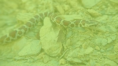 Snakes of Northern Kentucky
