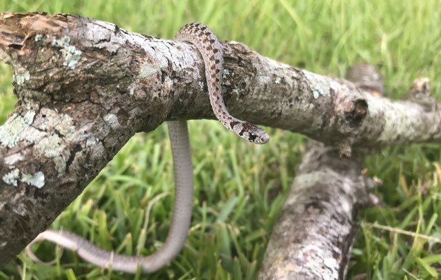 DeKay’s brown snake