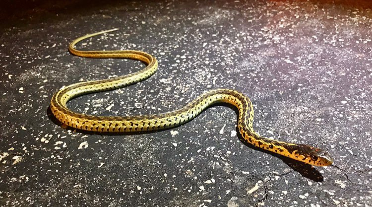 Eastern garter snakes