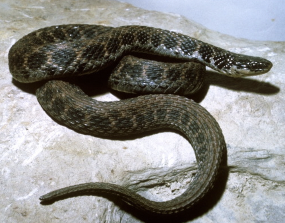 Kirtland’s snake