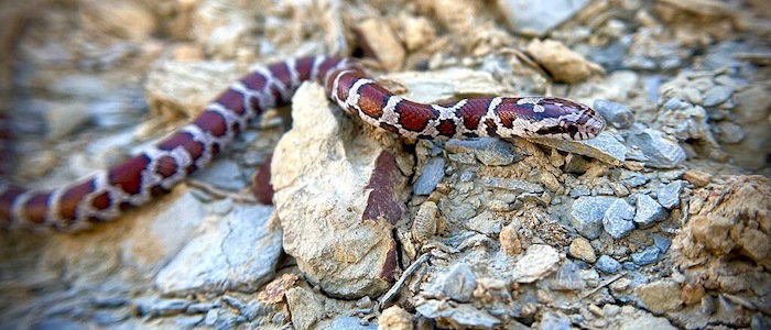Snake