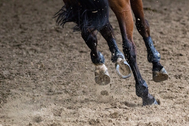 Horse's legs when running.