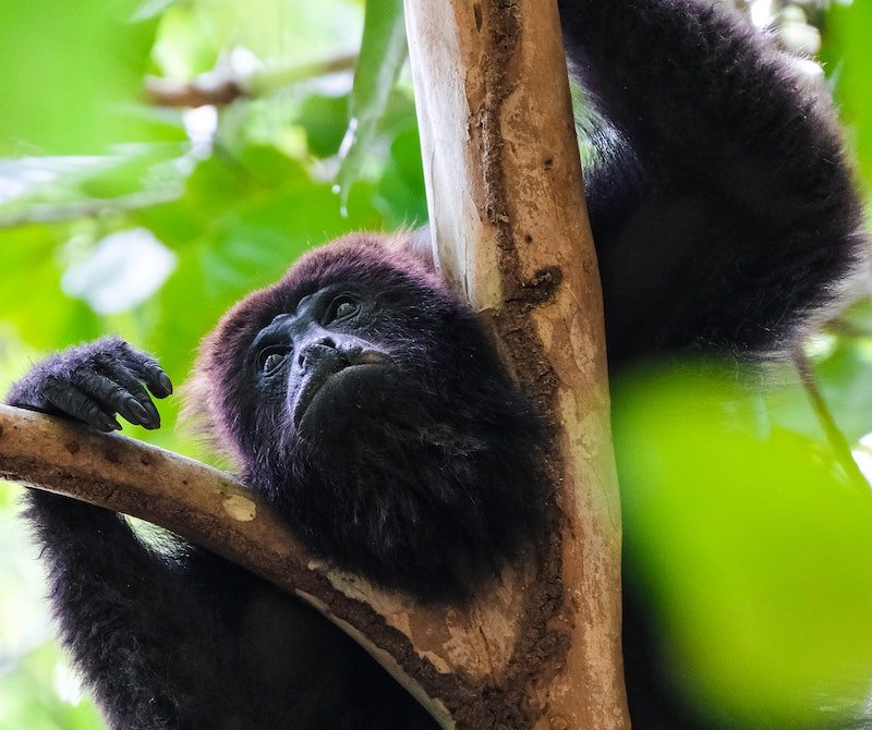 Howler monkey resting, Northern Guatemala