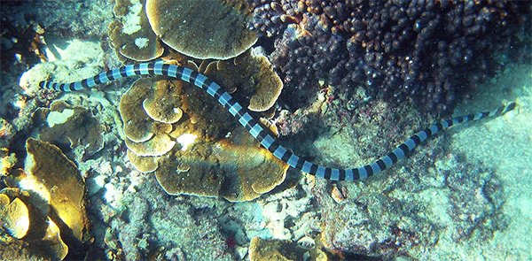 Blue-Lipped Sea Krait