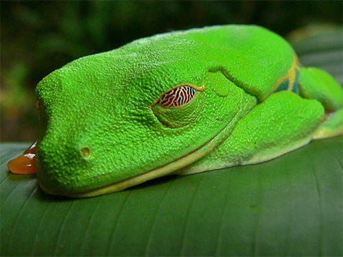 Tree Frog