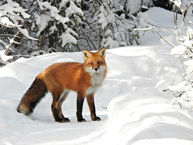 Red Fox standing in the snow.