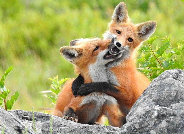 Two young red foxes playing